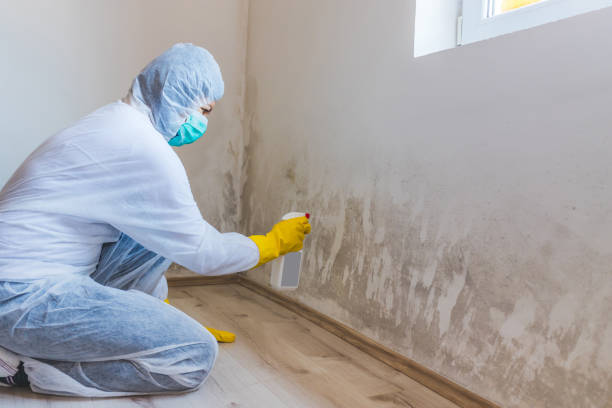 Professional Mold Remediation in Monticello, MS